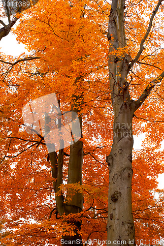 Image of autumn tree orange scenery in park