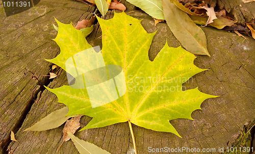 Image of maple leaves on stump
