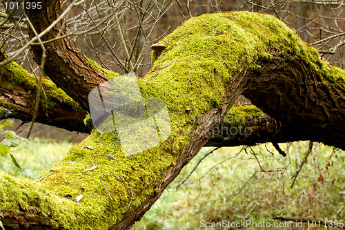 Image of Bright Green Moss (bryophytes) on tree trunks