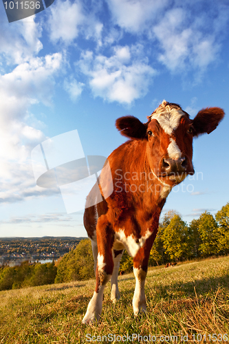 Image of Funny Cow