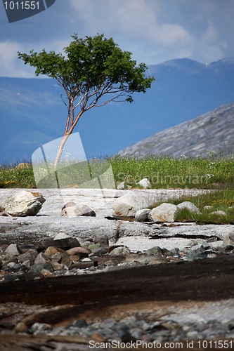 Image of Tree Alone