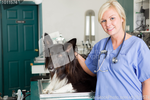 Image of Dog at the Vet