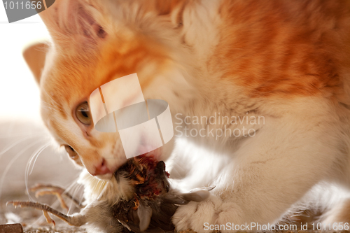 Image of Cat Eating Bird