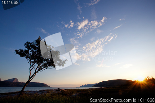 Image of Tree Silhouette