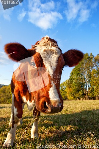 Image of Curios Cow