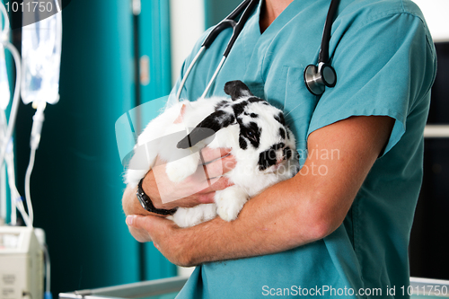 Image of Rabbit at Vet Clinic