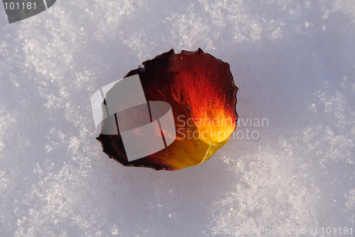 Image of petal of rose on snow