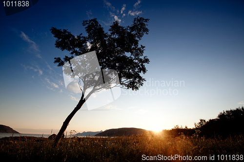 Image of Tree Silhouette Coast