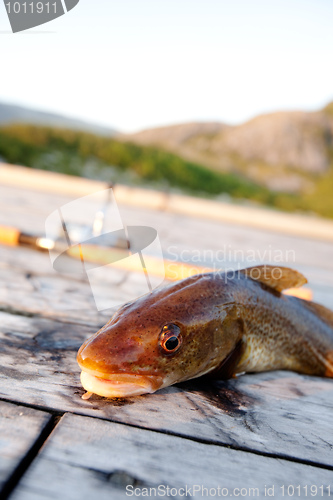 Image of Fresh Cod Fish