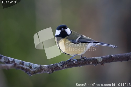 Image of great tit