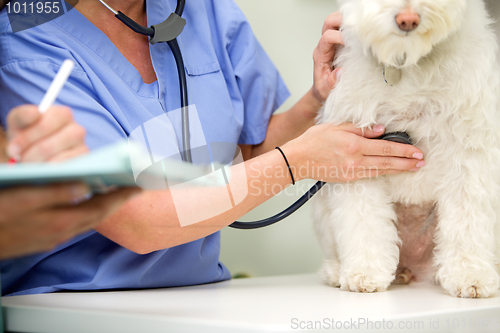Image of Dog Venterinary Check Up