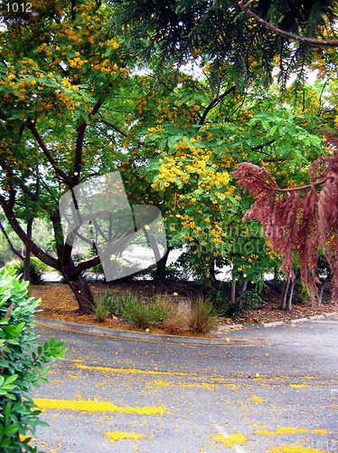 Image of Fall in Brisbane. Australia