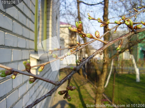 Image of cherry bud