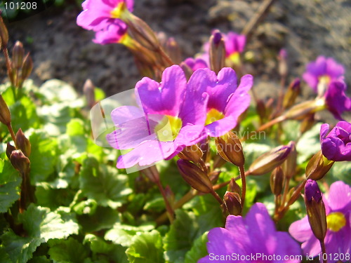 Image of spring flower