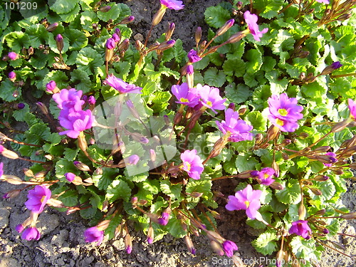 Image of spring flowers