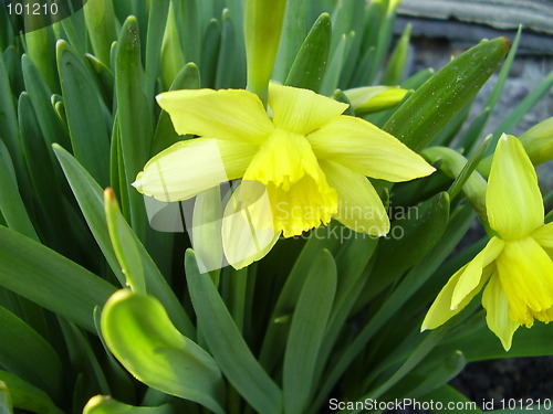 Image of narcissus bloom