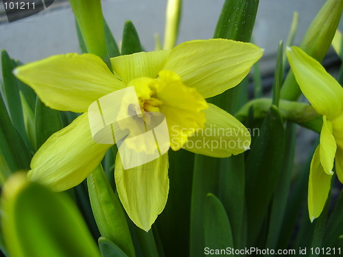 Image of narcisus bloom