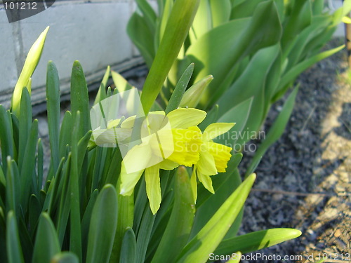 Image of narcisus bloom 3