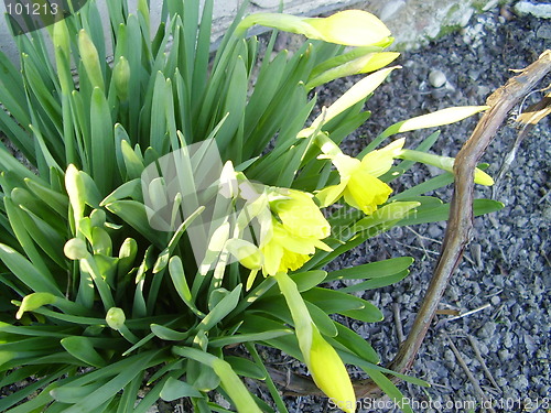 Image of narcisus bloom 4