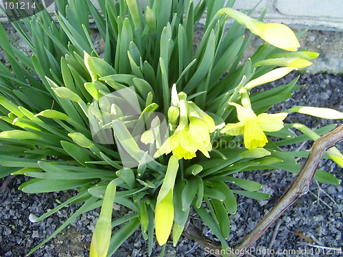 Image of narcisus bloom 7