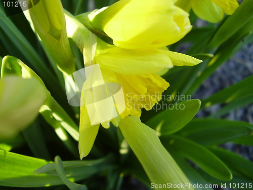 Image of narcisus bloom 5