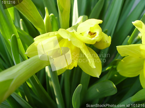 Image of narcisus bloom 6