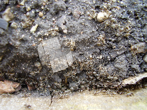 Image of ants