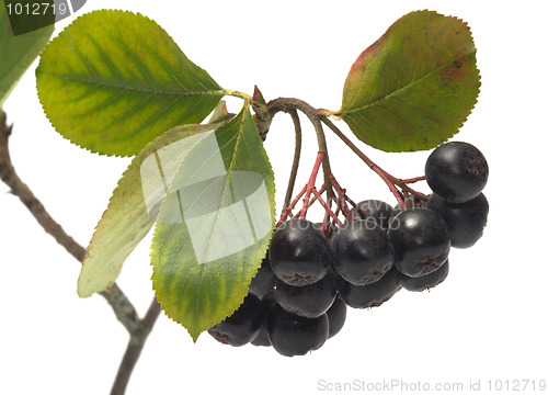 Image of Aronia.