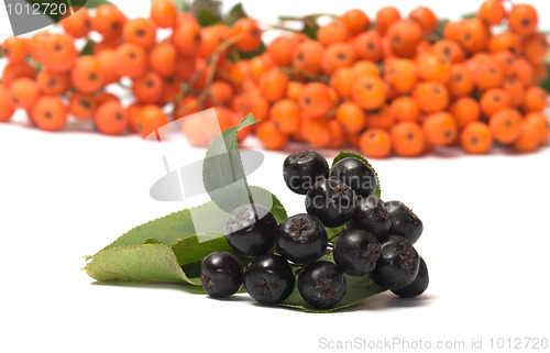 Image of Ashberry.