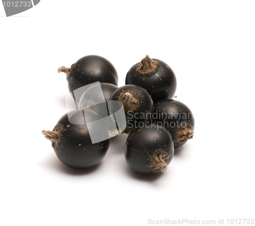 Image of Black currant.