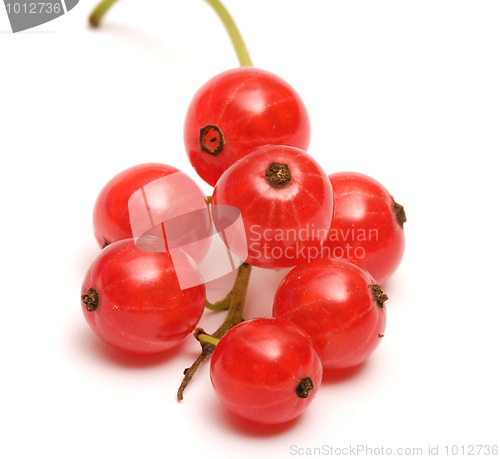 Image of Red currant.