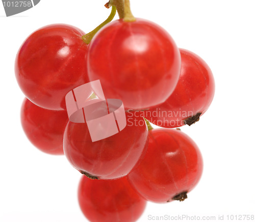 Image of Redcurrant.