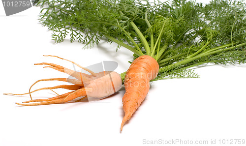 Image of Carrots.