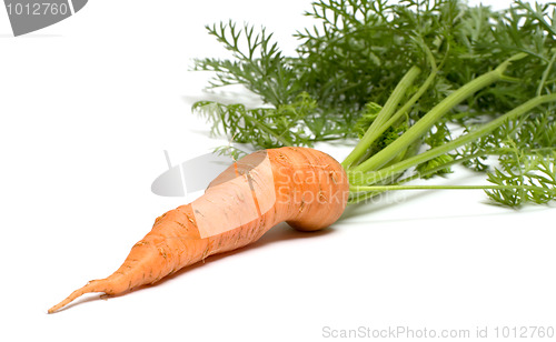 Image of Carrot.