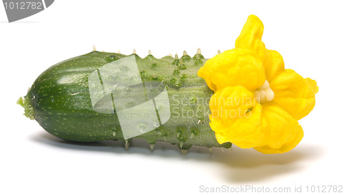 Image of Cucumber.