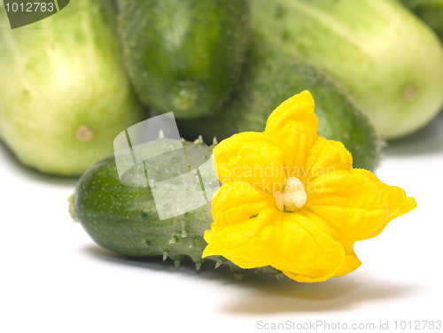 Image of Cucumber.