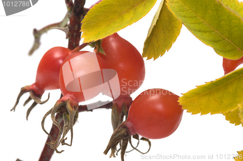 Image of Dogrose berries.