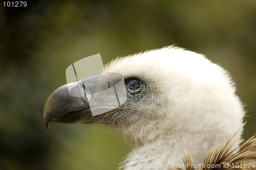 Image of European vulture