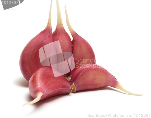 Image of Garlic.