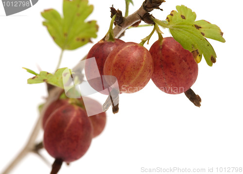 Image of Gooseberries.