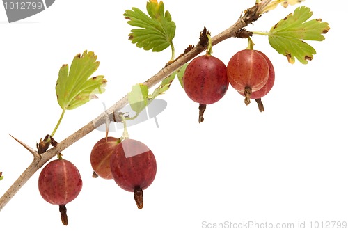 Image of Gooseberries.