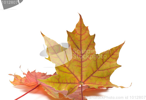 Image of Leaves.