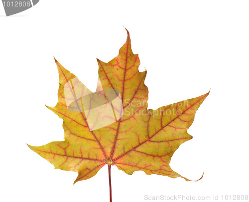 Image of Maple leaf.