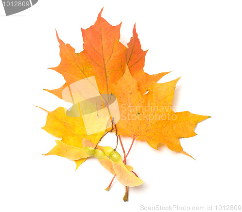 Image of Maple leaves.