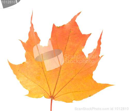 Image of Maple leaf.