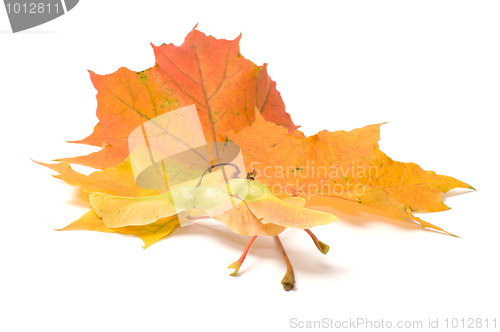 Image of Maple leaves.