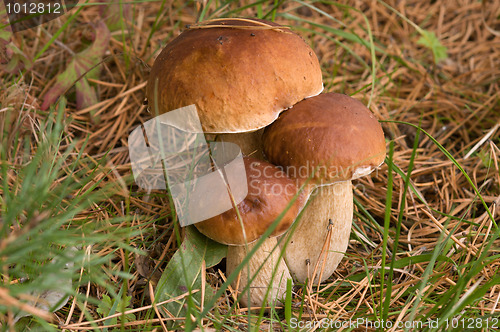 Image of Three ceps.