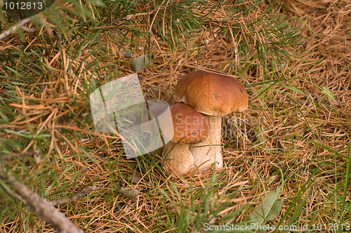 Image of Three ceps.