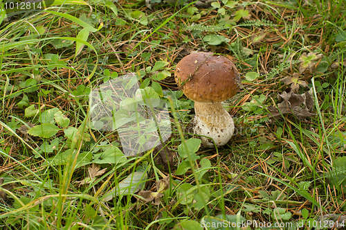 Image of Mushroom.