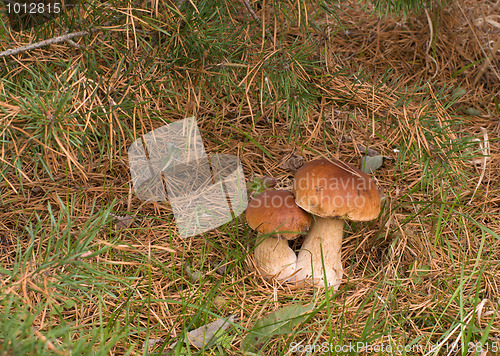 Image of Two ceps.